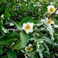 Theier camellia sinensis arbre a the graines