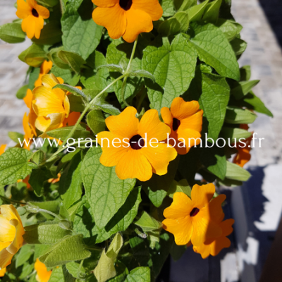 Thunbergia alata www graines de bambous fr