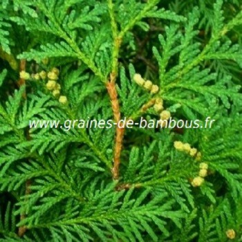 Thuya orientalis a feuilles plates graines