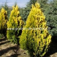 Thuya orientalis aurea graines de bambous fr