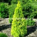 Thuya orientalis aurea