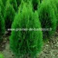 Thuya orientalis graines de bambous fr