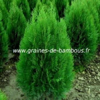 Thuya orientalis graines de bambous fr