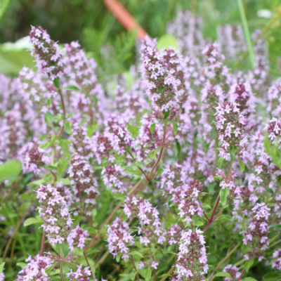 Thym www graines de bambous fr