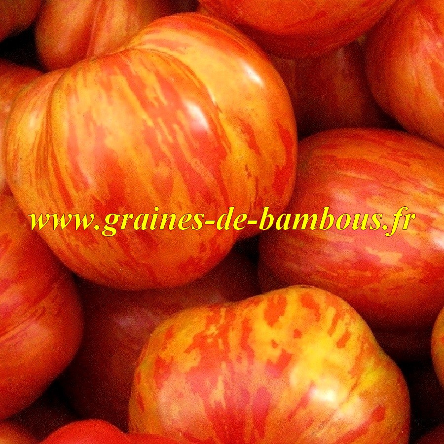 Tigerella ou tigrella graines de tomate