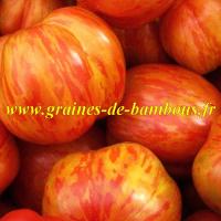 Tigerella ou tigrella tomate bicolore