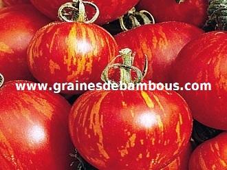 tigerella-site-www-grainesdebambous-com.jpg