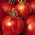 Tigerella tomate tigrella