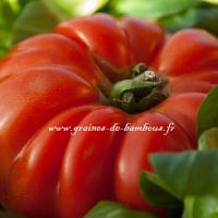 Tomate 142310