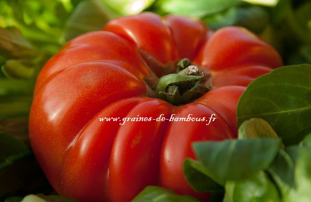 Tomate 142310