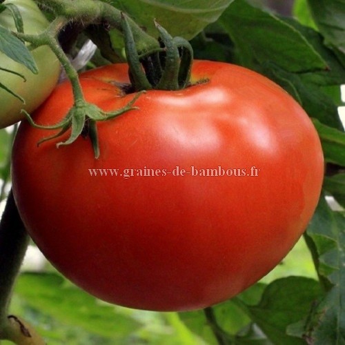 Tomate ace 55 vf graines fruit