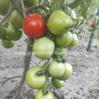 Tomate ailsa craig graines de bambous fr