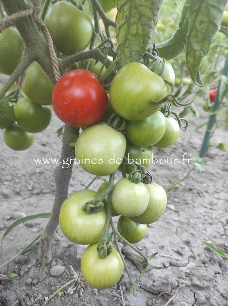Tomate ailsa craig graines de bambous fr