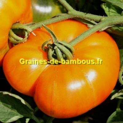 Tomate amana orange graines nt
