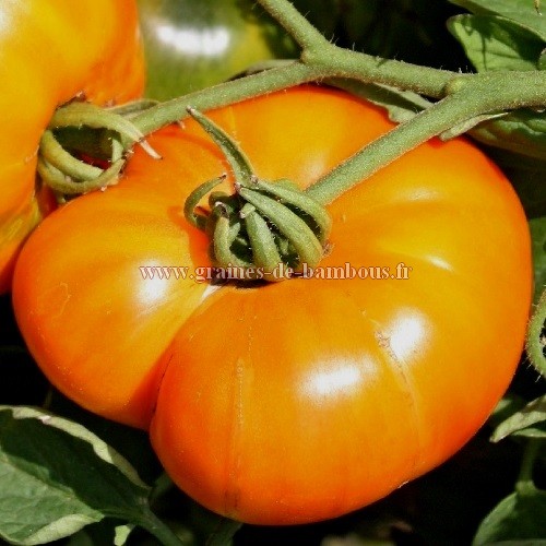 Tomate amana orange graines
