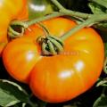 Tomate Amana orange réf.361
