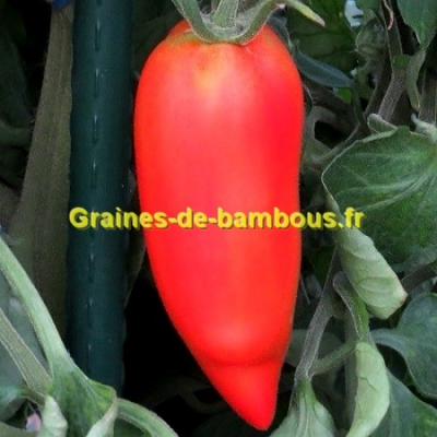 Tomate andine cornue