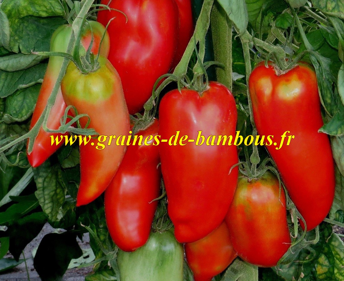 Tomate andine graines semences photo