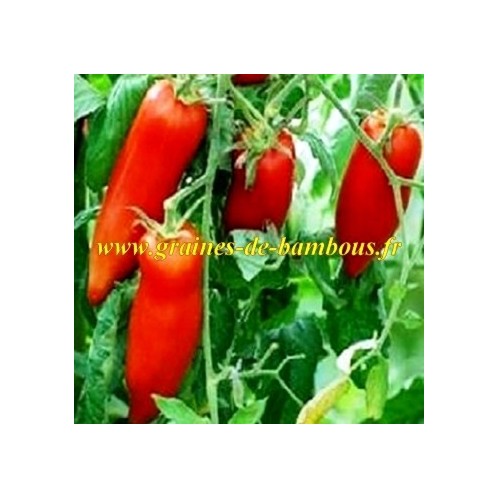 Tomate andine plantation
