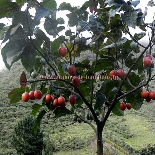 Graine Arbre à Tomate - Tamarillos - Le Comptoir des Graines