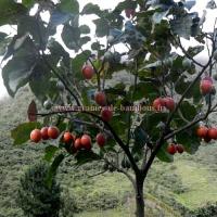 Tomate arbre arbol graines de bambous fr