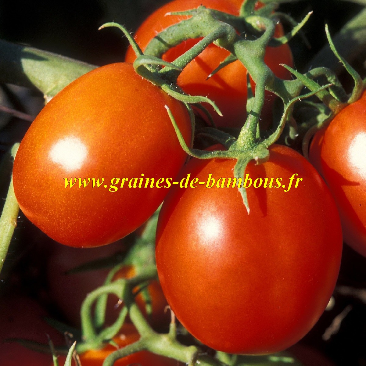 Tomate arbre de berao