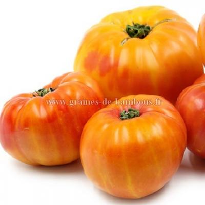 Tomate big rainbow graines