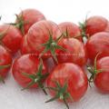 Tomate Artisan pink Bumble bee réf.776