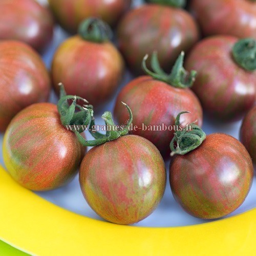 Tomate artisan purple bumble bee