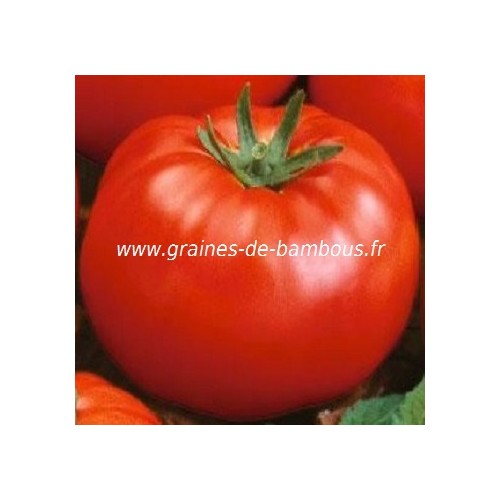 Tomate beefsteak graines de bambous eu
