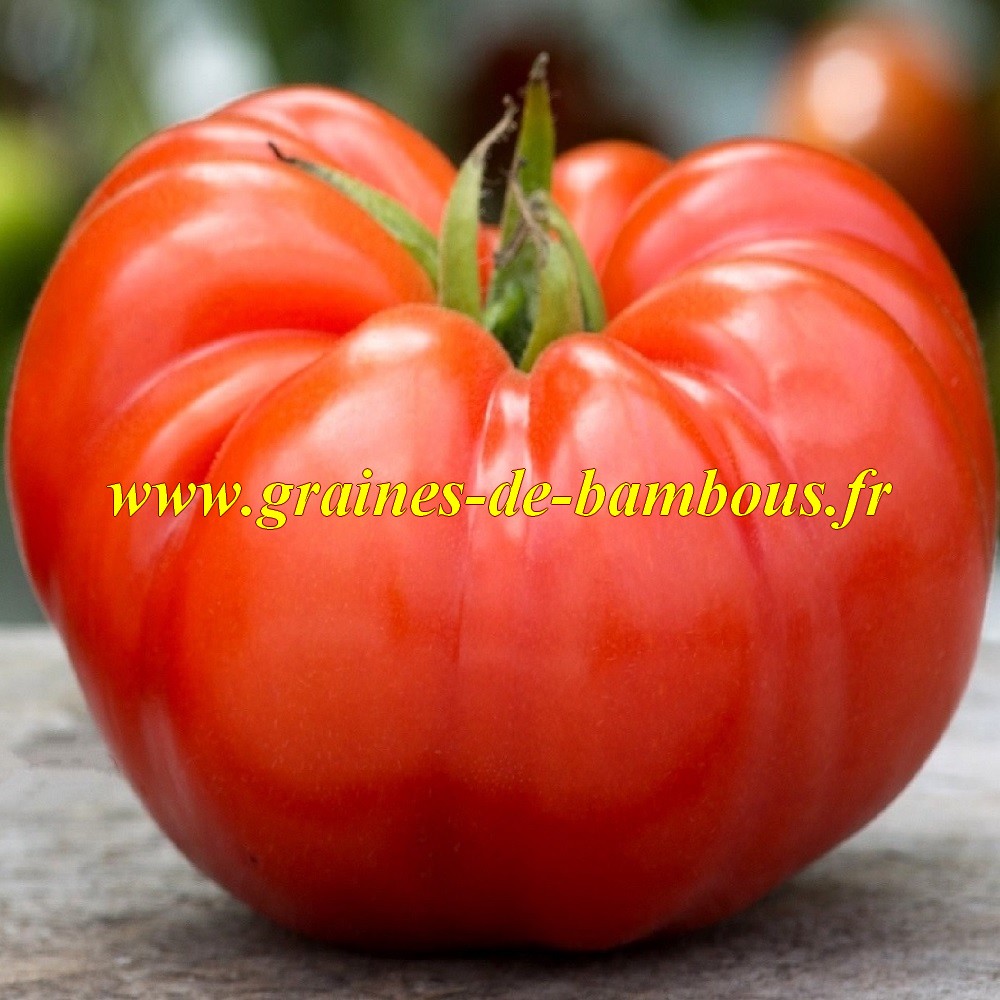 Tomate beefsteak graines de tomate