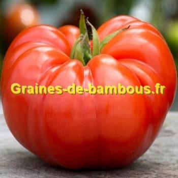 Tomate beefsteak graines