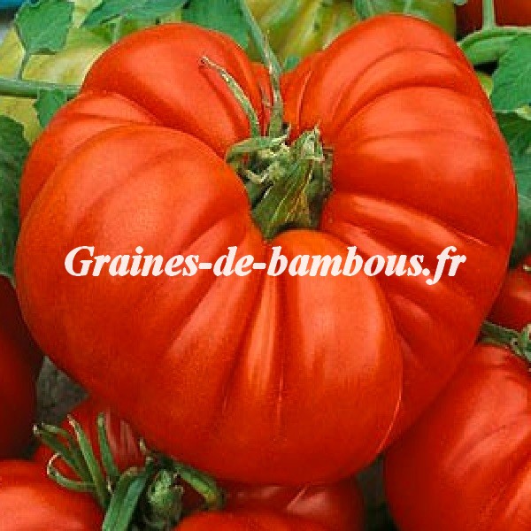 Tomate beefsteak grainesdebambous com