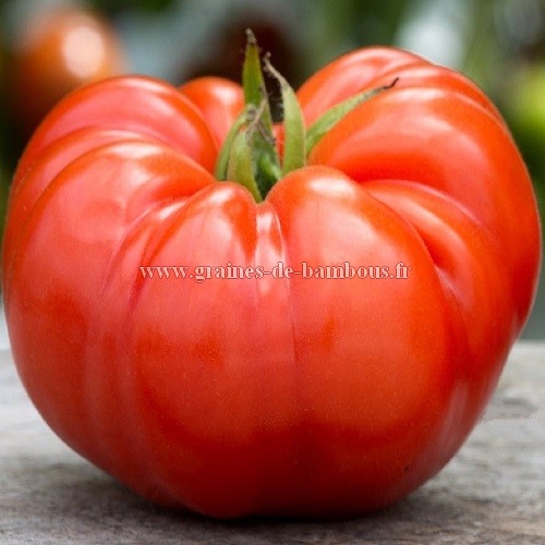 Tomate beefsteak sur graines de bambous fr
