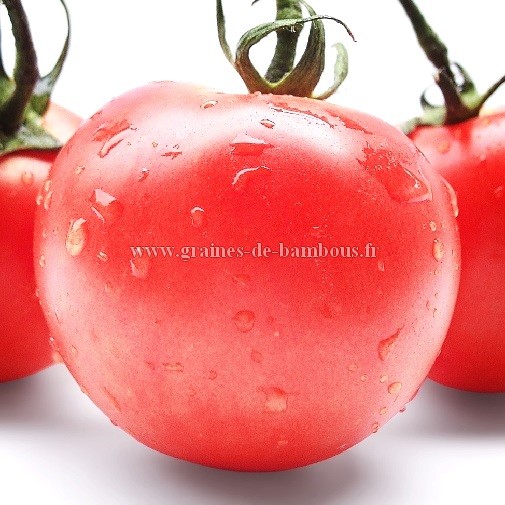 Tomate berner rose