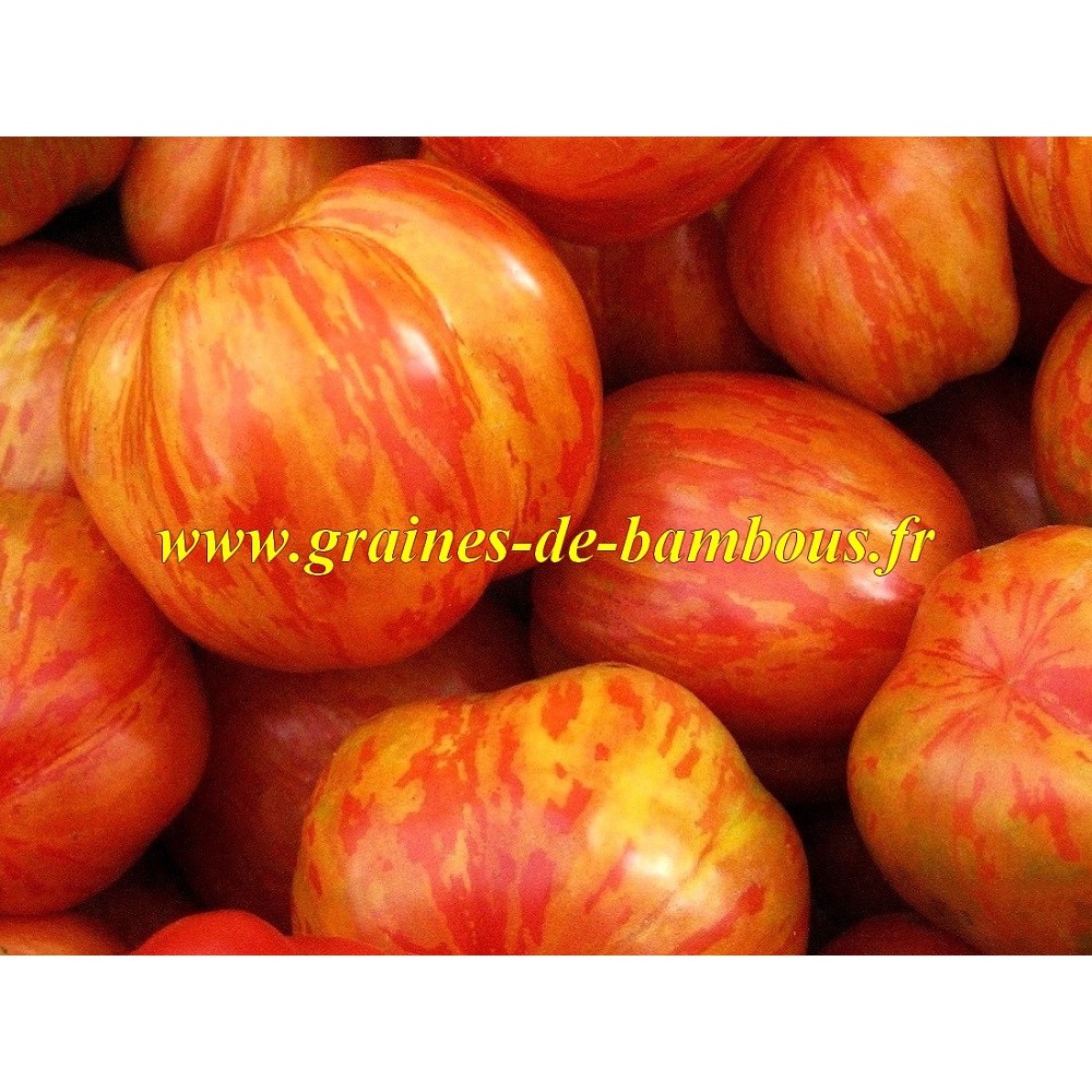 Tomate bicolore tigerella