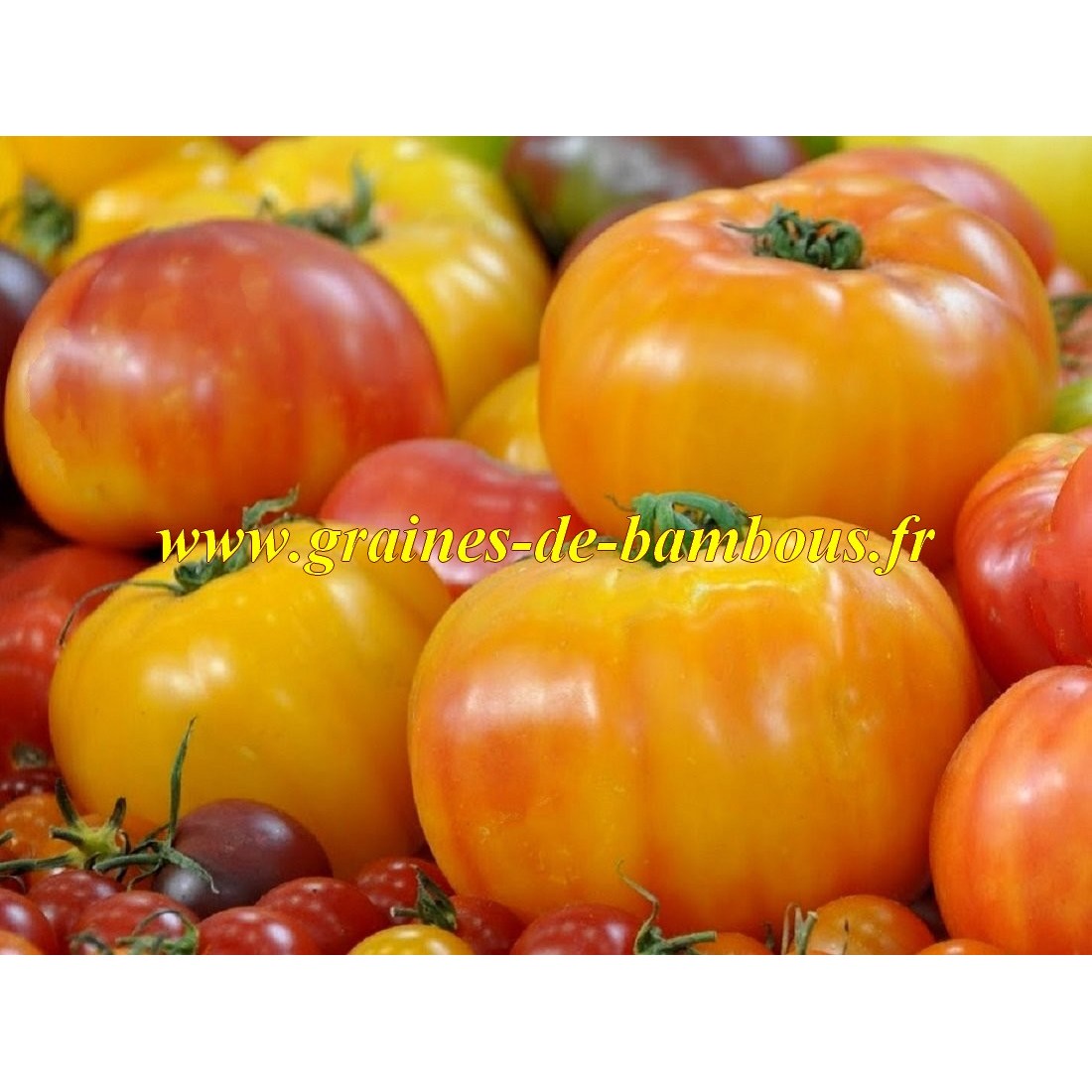 Tomate big rainbow graines de bambous fr
