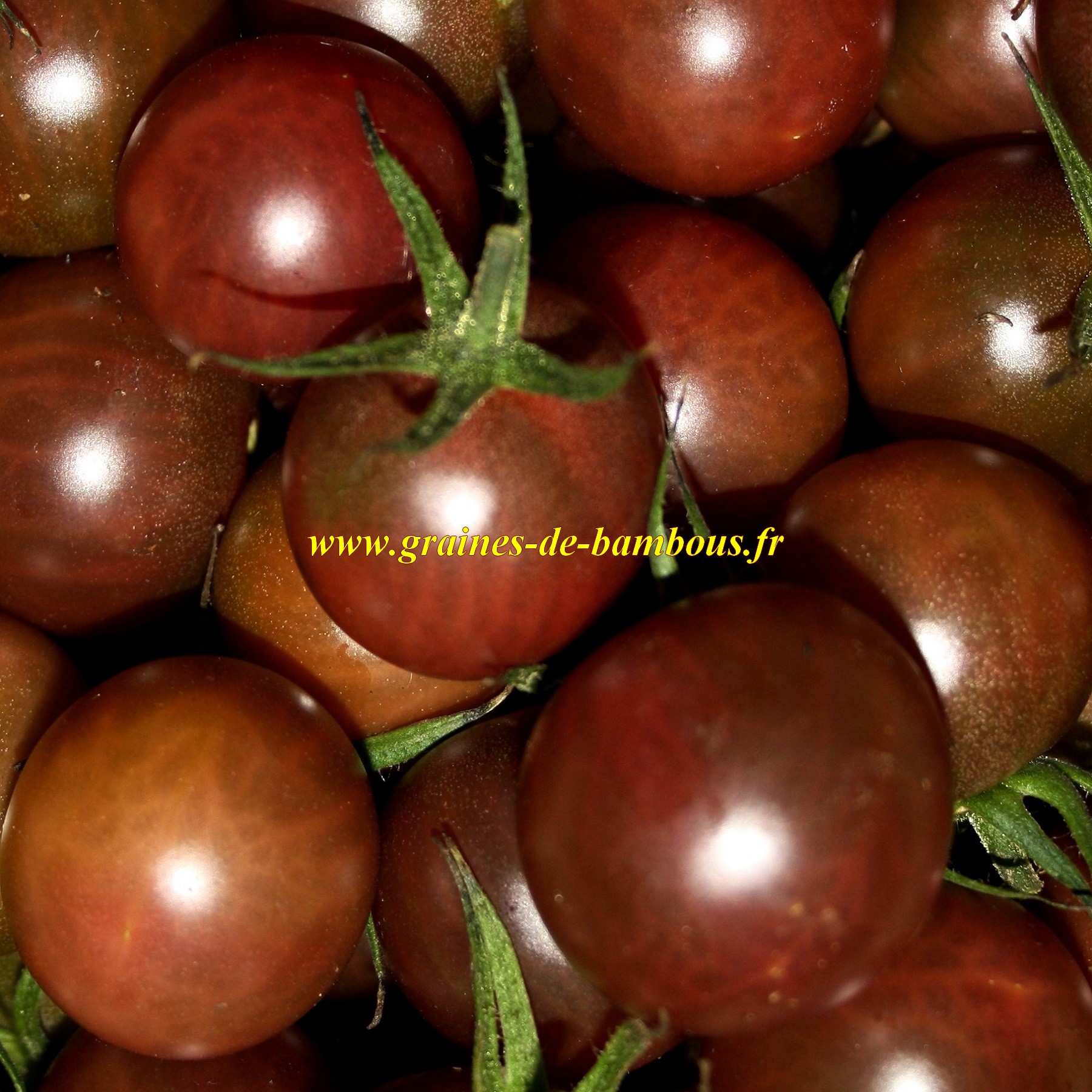 Tomate black cherry graines