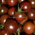 Tomate cerise noire Black Cherry réf.391