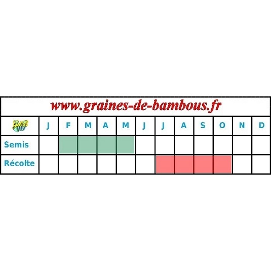 Tomate black prince graines periode semis recolte