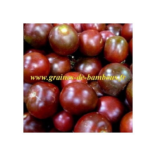 Tomate black prince graines seeds samen semillas lycopersicon esculentum