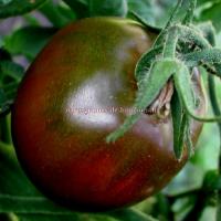 Tomate black prince noire graines de bambous fr