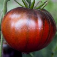 Tomate black sea man ou seaman graines de bambous fr