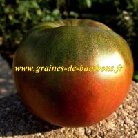 Tomate black seaman graines