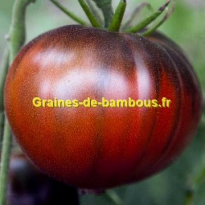 Graine Arbre à Tomate - Tamarillos - Le Comptoir des Graines