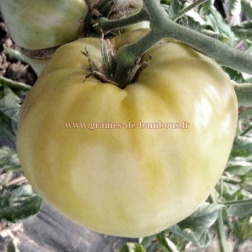 Tomate blanche graines de bambous eu