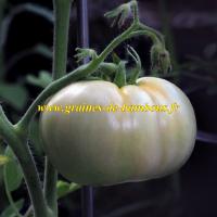 Tomate blanche graines de bambous fr