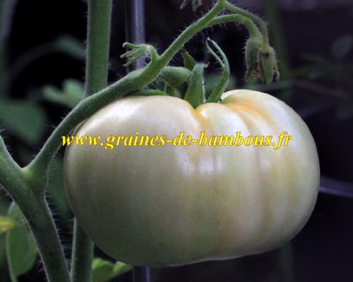 Tomate blanche graines de bambous fr