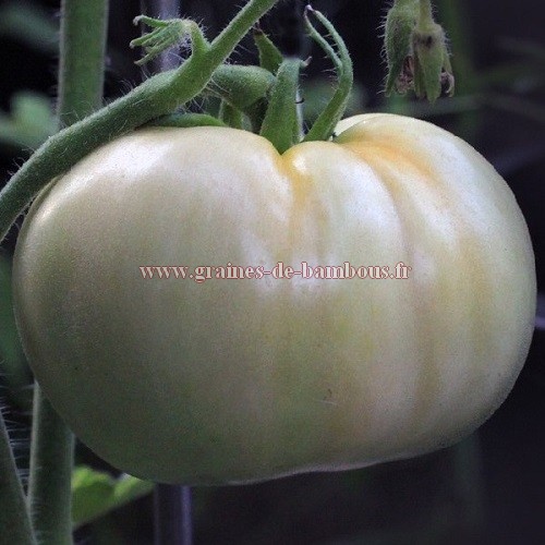 Tomate blanche graines