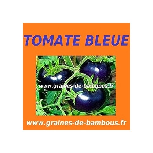 Tomate bleue osu blue indigo rose www grainesdebambous com